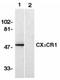 C-X3-C Motif Chemokine Receptor 1 antibody, ADI-905-280-100, Enzo Life Sciences, Western Blot image 