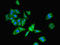 Galectin 9 antibody, LS-C376033, Lifespan Biosciences, Immunofluorescence image 