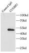 CUGBP Elav-Like Family Member 2 antibody, FNab02072, FineTest, Immunoprecipitation image 