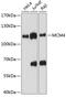 Minichromosome Maintenance Complex Component 4 antibody, 15-035, ProSci, Western Blot image 