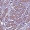 Torsin Family 2 Member A antibody, NBP2-68915, Novus Biologicals, Immunohistochemistry paraffin image 