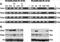 Estrogen Receptor 2 antibody, NBP2-61942, Novus Biologicals, Western Blot image 