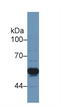 TNF Receptor Superfamily Member 1A antibody, LS-C296883, Lifespan Biosciences, Western Blot image 
