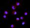 CD16 antibody, GTX03379, GeneTex, Immunofluorescence image 