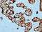 SAM And SH3 Domain Containing 1 antibody, LS-C681251, Lifespan Biosciences, Immunohistochemistry paraffin image 