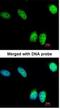 Nuclear Receptor Binding SET Domain Protein 3 antibody, NBP1-33013, Novus Biologicals, Immunocytochemistry image 