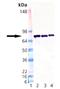 Protein Disulfide Isomerase Family A Member 4 antibody, A07267, Boster Biological Technology, Western Blot image 