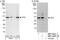 Transcription Factor AP-4 antibody, NBP1-46202, Novus Biologicals, Western Blot image 