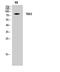 T-Box 3 antibody, A01107, Boster Biological Technology, Western Blot image 