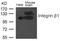 Integrin Subunit Beta 1 antibody, 79-717, ProSci, Western Blot image 