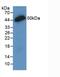 Interferon Lambda 2 antibody, abx131935, Abbexa, Western Blot image 