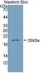 Calmodulin-like protein 5 antibody, LS-C373416, Lifespan Biosciences, Western Blot image 