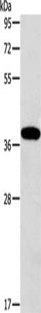Aldolase, Fructose-Bisphosphate B antibody, CSB-PA736913, Cusabio, Western Blot image 