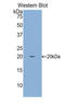 Mucin-4 antibody, LS-C300967, Lifespan Biosciences, Western Blot image 