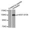 SRBP1 antibody, MBS128343, MyBioSource, Western Blot image 