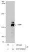 Ubiquitin Specific Peptidase 7 antibody, GTX125894, GeneTex, Immunoprecipitation image 