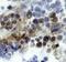 Protein Tyrosine Kinase 6 antibody, AF3966, R&D Systems, Immunohistochemistry frozen image 