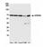 Cleavage And Polyadenylation Specific Factor 6 antibody, NB100-61596, Novus Biologicals, Western Blot image 