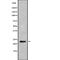 Granzyme H antibody, abx215786, Abbexa, Western Blot image 
