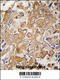 Chondromodulin antibody, MBS9213837, MyBioSource, Immunohistochemistry paraffin image 