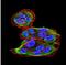 Sphingosine Kinase 2 antibody, NBP2-52567, Novus Biologicals, Immunofluorescence image 