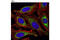 Mitofusin 2 antibody, 11925S, Cell Signaling Technology, Immunocytochemistry image 