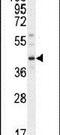 DnaJ Heat Shock Protein Family (Hsp40) Member C11 antibody, PA5-23982, Invitrogen Antibodies, Western Blot image 