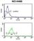 Cell Division Cycle 42 antibody, abx033075, Abbexa, Western Blot image 