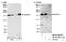 WD Repeat Domain 33 antibody, NB100-58830, Novus Biologicals, Western Blot image 