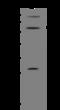 EGF Domain Specific O-Linked N-Acetylglucosamine Transferase antibody, 204710-T36, Sino Biological, Western Blot image 