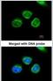 Aldo-Keto Reductase Family 7 Member A2 antibody, PA5-21565, Invitrogen Antibodies, Immunofluorescence image 