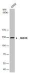 Mad3l antibody, GTX111289, GeneTex, Western Blot image 
