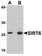 Sirtuin 6 antibody, PA5-20967, Invitrogen Antibodies, Western Blot image 