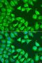 Sequestosome 1 antibody, LS-C746989, Lifespan Biosciences, Immunofluorescence image 