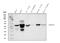 Alcohol Dehydrogenase 1A (Class I), Alpha Polypeptide antibody, PB10029, Boster Biological Technology, Western Blot image 