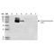 Arginyl Aminopeptidase Like 1 antibody, NBP2-59373, Novus Biologicals, Western Blot image 