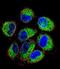 TBC1 Domain Family Member 13 antibody, LS-C161727, Lifespan Biosciences, Immunofluorescence image 