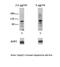 Aryl Hydrocarbon Receptor antibody, 27-379, ProSci, Enzyme Linked Immunosorbent Assay image 