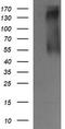 ERBB2 antibody, CF505807, Origene, Western Blot image 