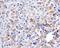Mitofusin 1 antibody, NBP1-71775, Novus Biologicals, Immunohistochemistry frozen image 