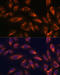Somatostatin Receptor 2 antibody, 18-958, ProSci, Immunofluorescence image 