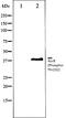 p38 mapk antibody, orb106259, Biorbyt, Western Blot image 