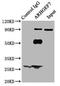 Rho Guanine Nucleotide Exchange Factor 7 antibody, LS-B12261, Lifespan Biosciences, Immunoprecipitation image 