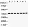 Actin Alpha 1, Skeletal Muscle antibody, RP1070, Boster Biological Technology, Western Blot image 