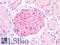 Fibroblast Growth Factor 1 antibody, LS-B16875, Lifespan Biosciences, Immunohistochemistry paraffin image 