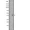 G Protein-Coupled Receptor 78 antibody, abx147556, Abbexa, Western Blot image 