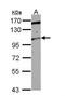 Trafficking Kinesin Protein 2 antibody, NBP2-15369, Novus Biologicals, Western Blot image 