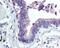 Chloride Intracellular Channel 4 antibody, 48-760, ProSci, Immunohistochemistry frozen image 