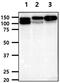 Integrin Subunit Beta 1 antibody, GTX57718, GeneTex, Western Blot image 