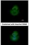 Aminopeptidase Like 1 antibody, PA5-30821, Invitrogen Antibodies, Immunofluorescence image 